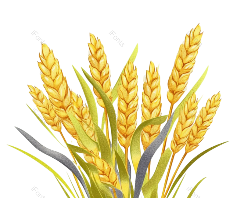 芒种图片,秋天元素,麦子PNG,丰收免抠素材